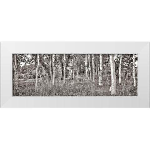 Birch Trees No.2 White Modern Wood Framed Art Print by Blaustein, Alan