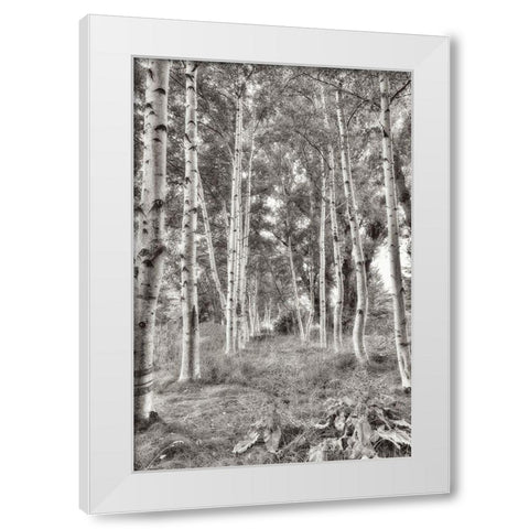 Birch Trees No.3 White Modern Wood Framed Art Print by Blaustein, Alan