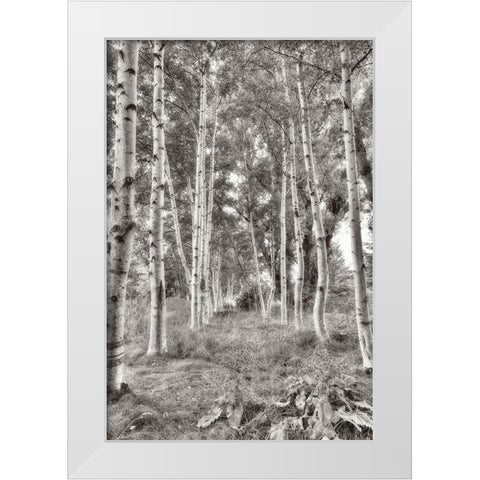 Birch Trees No.3 White Modern Wood Framed Art Print by Blaustein, Alan