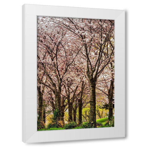 Cherries in Bloom White Modern Wood Framed Art Print by Burdick, Chuck
