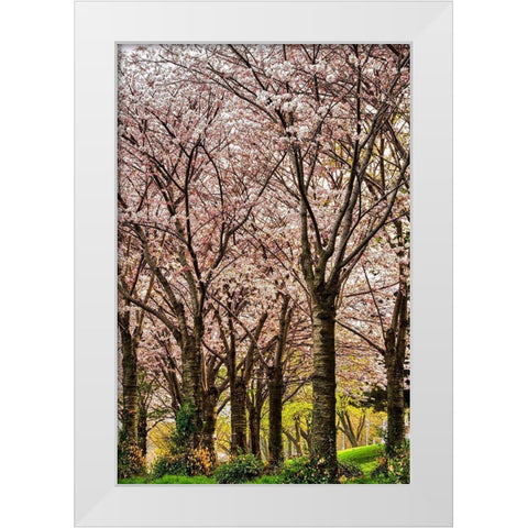 Cherries in Bloom White Modern Wood Framed Art Print by Burdick, Chuck