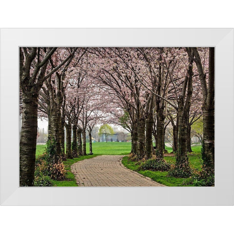 Cherry Blossom Path White Modern Wood Framed Art Print by Burdick, Chuck