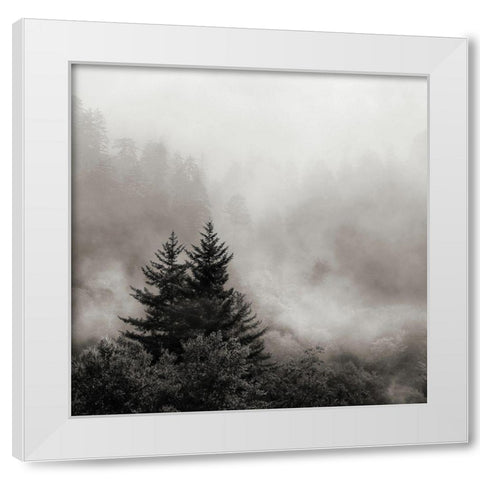 Rising Mist, Smoky Mountains White Modern Wood Framed Art Print by Bell, Nicholas