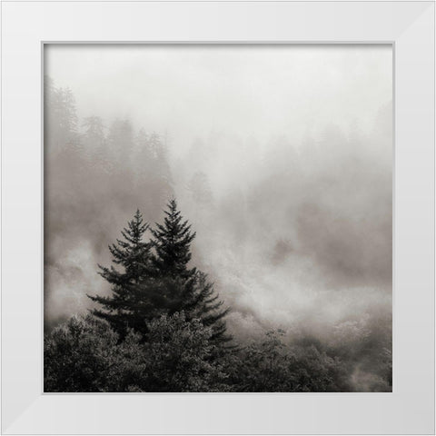 Rising Mist, Smoky Mountains White Modern Wood Framed Art Print by Bell, Nicholas