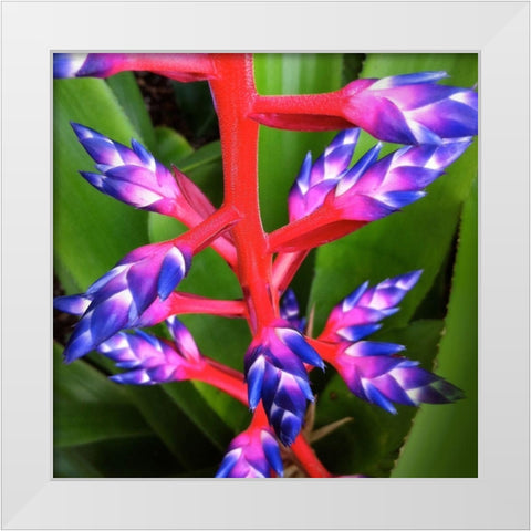 Purple and Pink White Modern Wood Framed Art Print by Bell, Jan