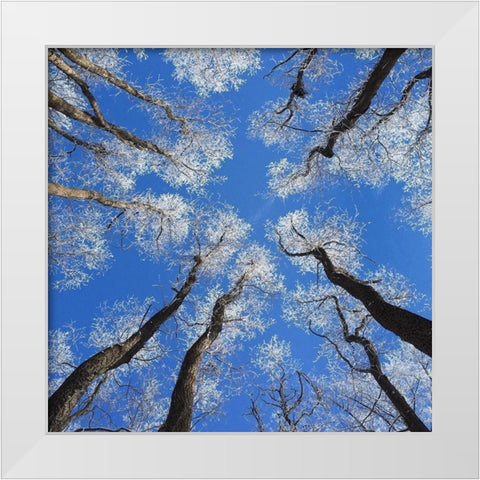 Reaching Skyward White Modern Wood Framed Art Print by Bell, Jan