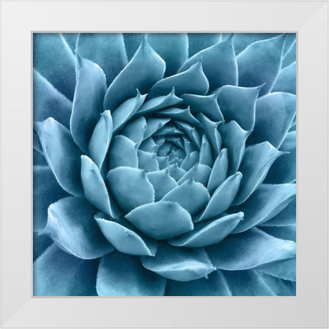 Silvery Blue Agave White Modern Wood Framed Art Print by Bell, Jan