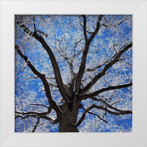 Snow Covered Tree White Modern Wood Framed Art Print by Bell, Jan