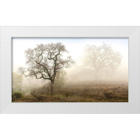 Sonoma Oak 1 White Modern Wood Framed Art Print by Blaustein, Alan