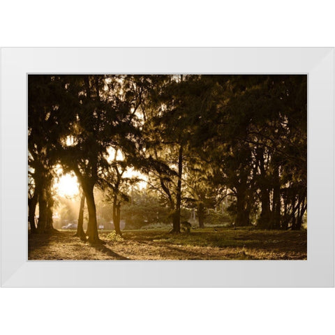 Daybreak White Modern Wood Framed Art Print by Burdick, Chuck