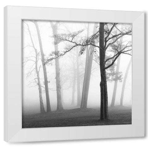 Ethereal Trees White Modern Wood Framed Art Print by Bell, Nicholas