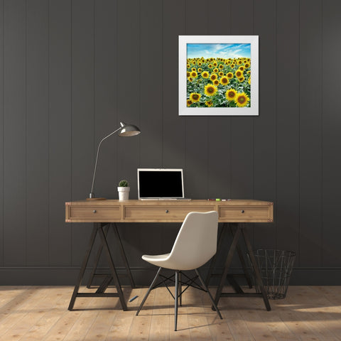 Cortona Sunflowers #2 White Modern Wood Framed Art Print by Blaustein, Alan