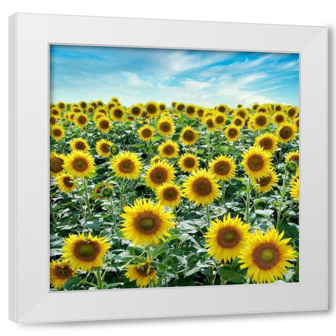 Cortona Sunflowers #2 White Modern Wood Framed Art Print by Blaustein, Alan