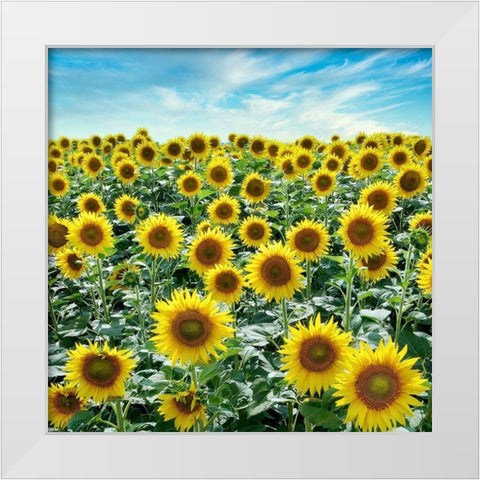 Cortona Sunflowers #2 White Modern Wood Framed Art Print by Blaustein, Alan