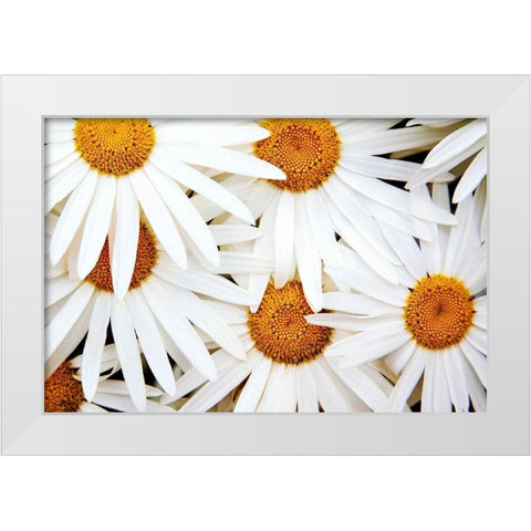 Daisy Splash White Modern Wood Framed Art Print by Broom, Michael