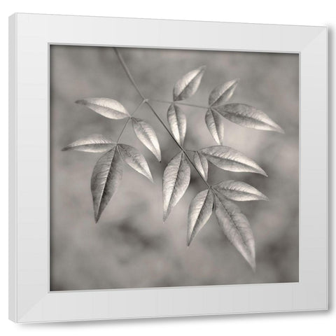 Botanical Study No. 4 White Modern Wood Framed Art Print by Bell, Nicholas