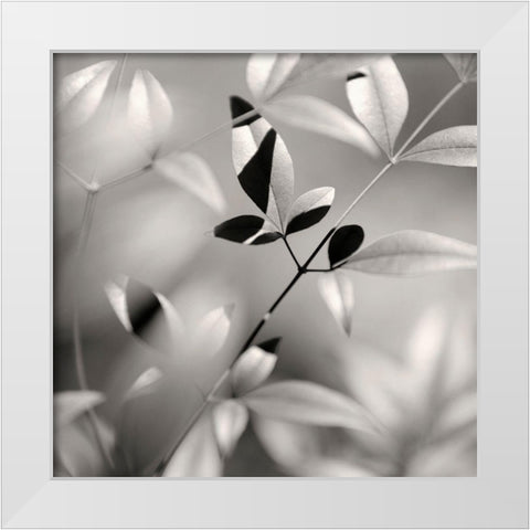 Botanical Study No. 5 White Modern Wood Framed Art Print by Bell, Nicholas