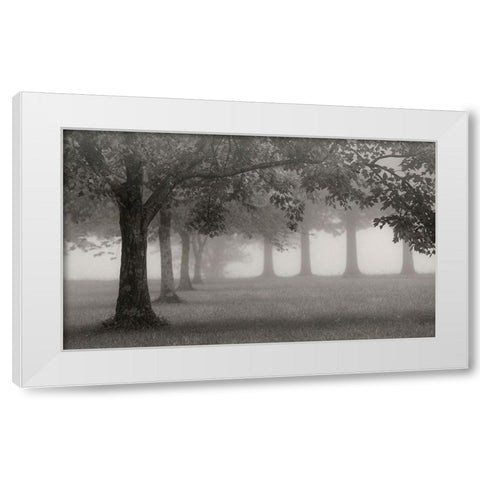 Trees In Early Autumn White Modern Wood Framed Art Print by Bell, Nicholas