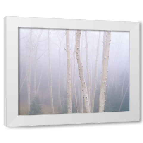 Aspens In The Fog White Modern Wood Framed Art Print by Becia, Jim