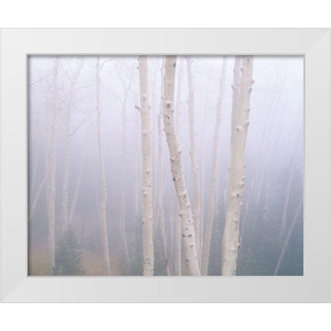 Aspens In The Fog White Modern Wood Framed Art Print by Becia, Jim