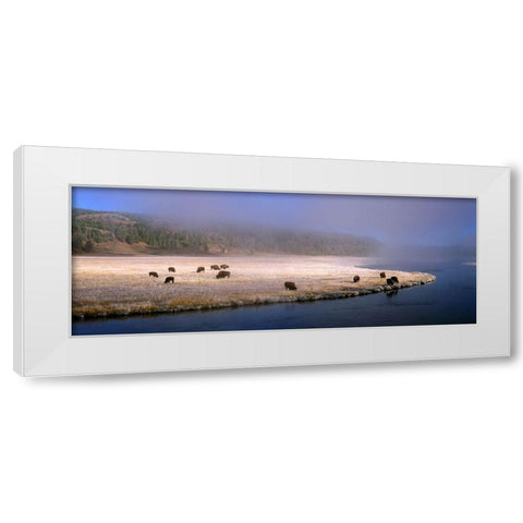 Bison Along the Firehole White Modern Wood Framed Art Print by Becia, Jim