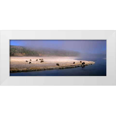 Bison Along the Firehole White Modern Wood Framed Art Print by Becia, Jim