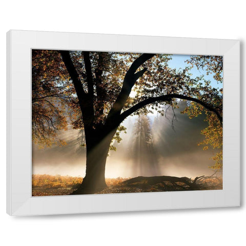 Sunrays Through the Fog White Modern Wood Framed Art Print by Becia, Jim