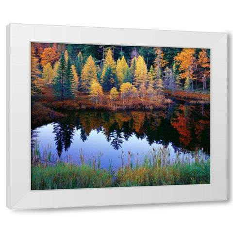 Tamarack Reflections White Modern Wood Framed Art Print by Becia, Jim