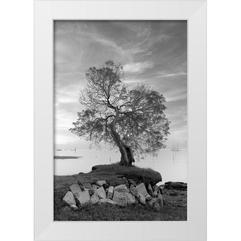 Coastal Oak Series No. 2 White Modern Wood Framed Art Print by Blaustein, Alan