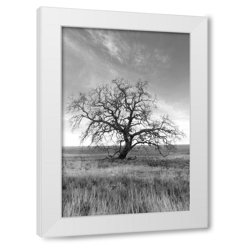 Coastal Oak Series No. 12 White Modern Wood Framed Art Print by Blaustein, Alan