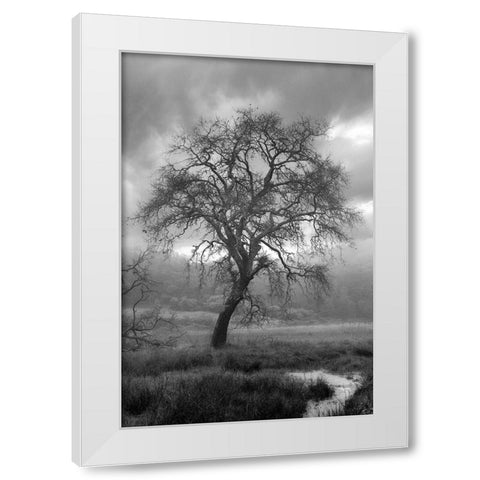 Coastal Oak Series No. 13 White Modern Wood Framed Art Print by Blaustein, Alan