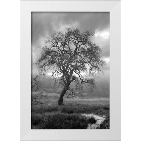 Coastal Oak Series No. 13 White Modern Wood Framed Art Print by Blaustein, Alan