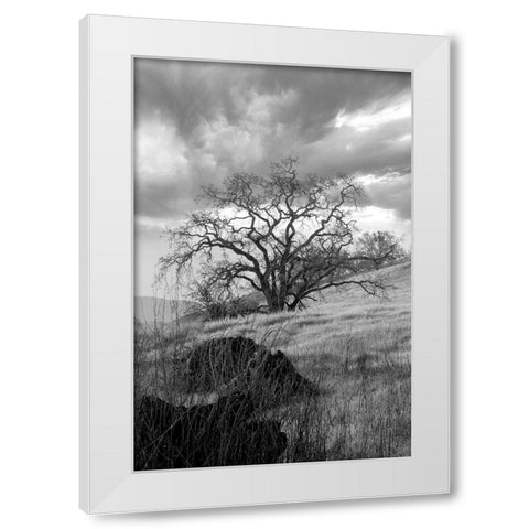 Coastal Oak Series No. 16 White Modern Wood Framed Art Print by Blaustein, Alan