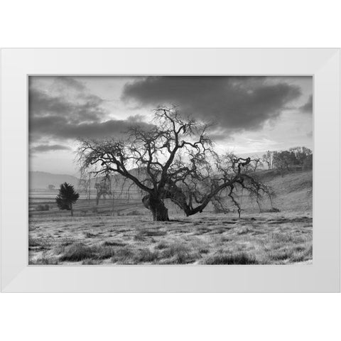 Coastal Oak Series No. 46 White Modern Wood Framed Art Print by Blaustein, Alan