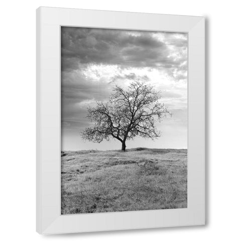 Coastal Oak Series No. 23 White Modern Wood Framed Art Print by Blaustein, Alan