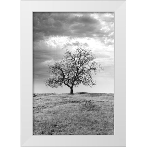 Coastal Oak Series No. 23 White Modern Wood Framed Art Print by Blaustein, Alan