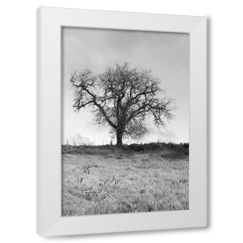 Coastal Oak Series No. 30 White Modern Wood Framed Art Print by Blaustein, Alan