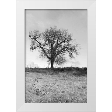 Coastal Oak Series No. 30 White Modern Wood Framed Art Print by Blaustein, Alan