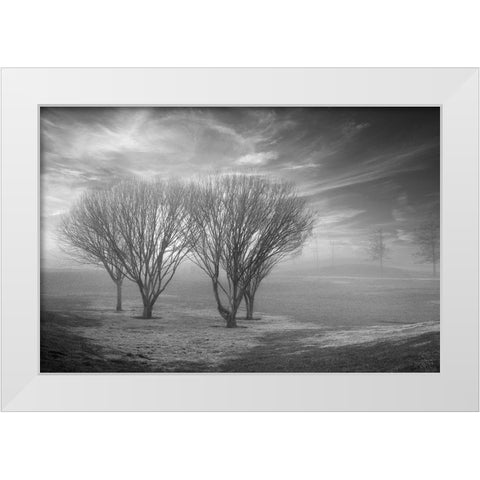 Coastal Oak Series No. 42 White Modern Wood Framed Art Print by Blaustein, Alan