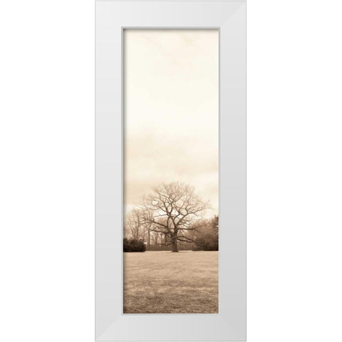 Chestnut Tree White Modern Wood Framed Art Print by Blaustein, Alan
