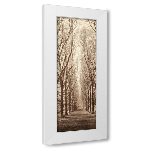 Poplar Trees White Modern Wood Framed Art Print by Blaustein, Alan