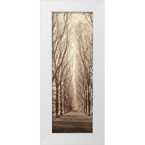 Poplar Trees White Modern Wood Framed Art Print by Blaustein, Alan