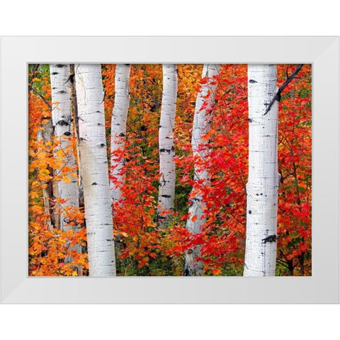 Aspens and Maples White Modern Wood Framed Art Print by Carmel, Elizabeth