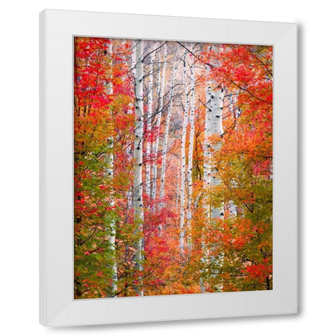 Autumn Passage White Modern Wood Framed Art Print by Carmel, Elizabeth