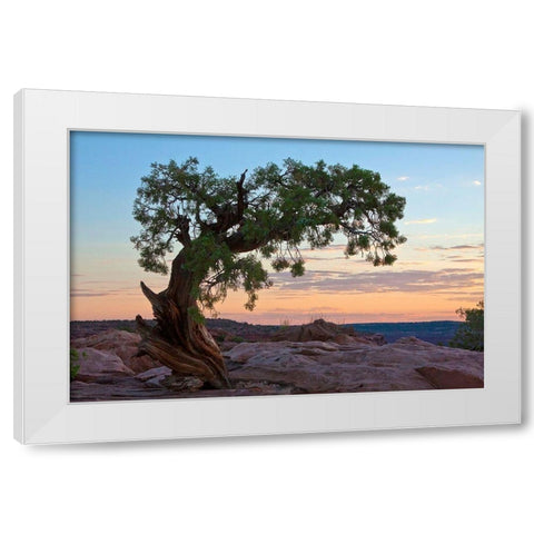 Ancient Tree White Modern Wood Framed Art Print by Cannon, George