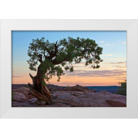 Ancient Tree White Modern Wood Framed Art Print by Cannon, George
