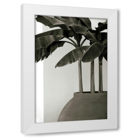 Banana Trees White Modern Wood Framed Art Print by Cannon, George
