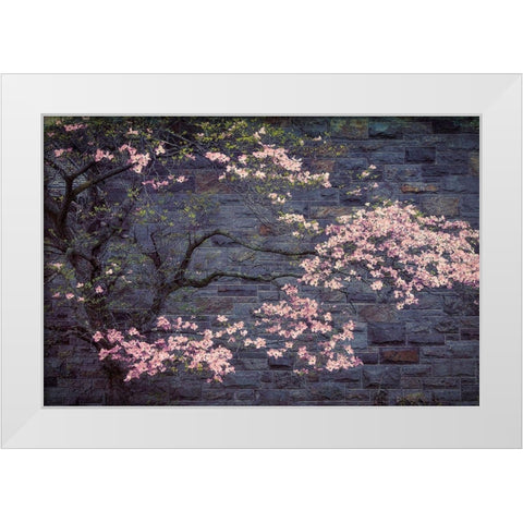 Dogwood in Pink White Modern Wood Framed Art Print by Cannon, George