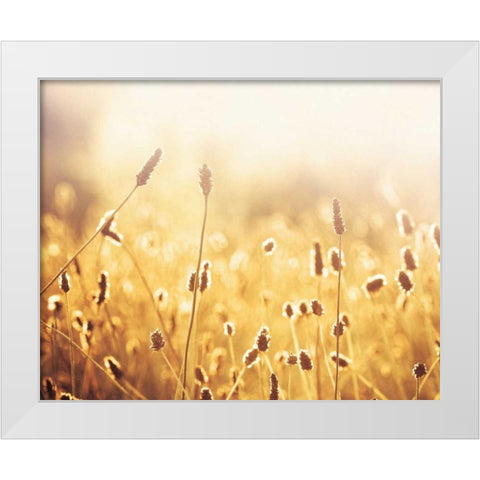 Nothing Gold Can Stay White Modern Wood Framed Art Print by Cochrane, Carolyn