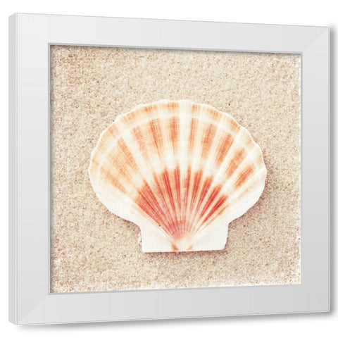 Scallop Shell White Modern Wood Framed Art Print by Cochrane, Carolyn